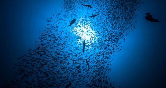 Le bruit des fonds marins